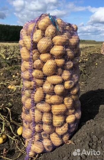 Картофель с доставкой бесплатной