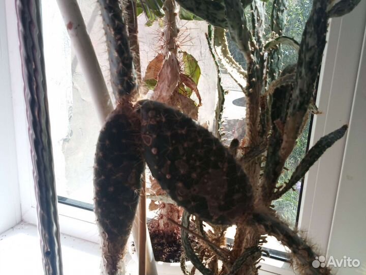 Кактус цветущий