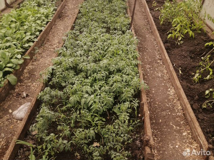 Рассада перец болгарский, помидор