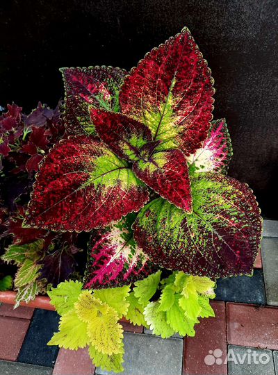 Колеусы, ипомеи батат