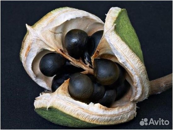 Чекалкин орех -семена