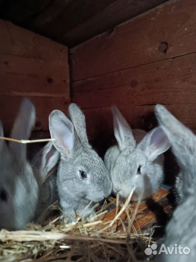 Крольчата