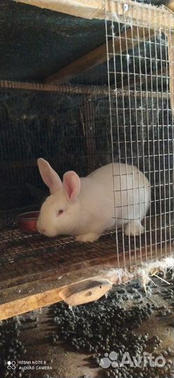 Кролики белый паннон