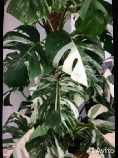 Монстера Альба