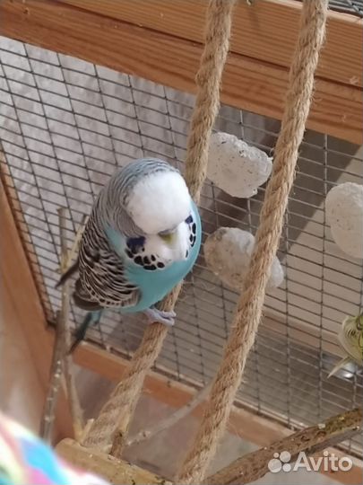 Выставочный волнистый попугай