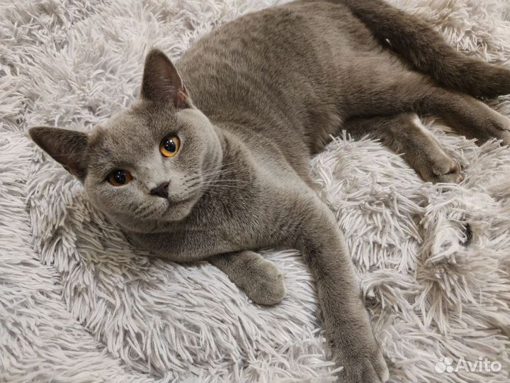 Британская кошечка