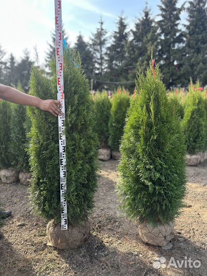 Туя Cмарагд