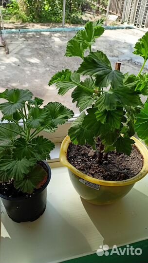 Герань пеларгония