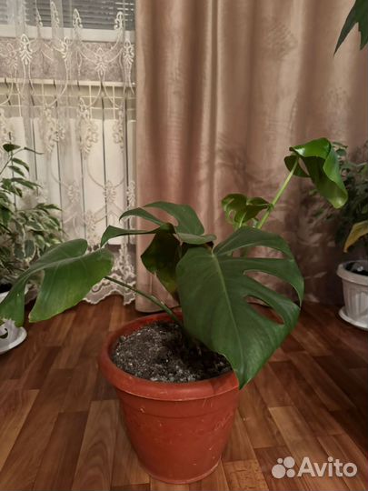 Комнатные цветы