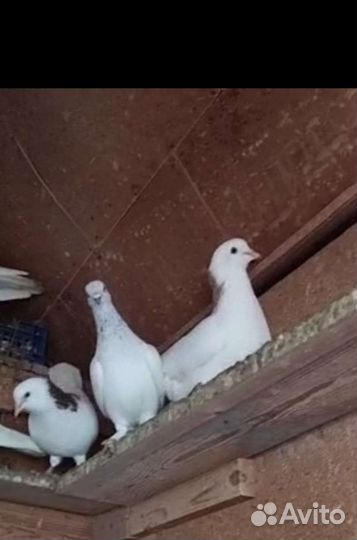 Продам голубей породы гривуны