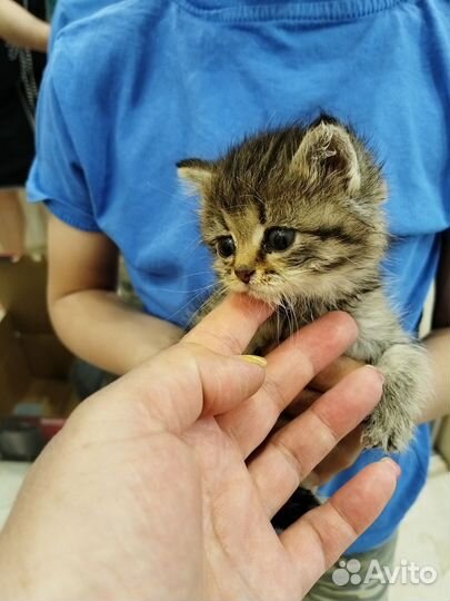 Котята в добрые руки бесплатно