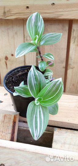 Традесканция