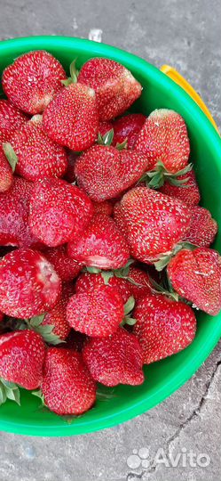 Клубника свежая домашняя