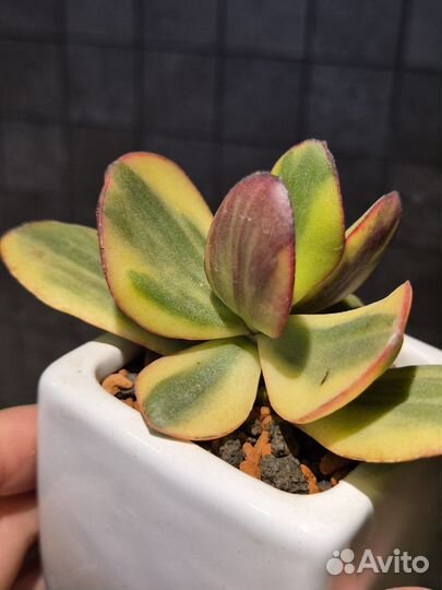 Крассула Blue Bird variegate США