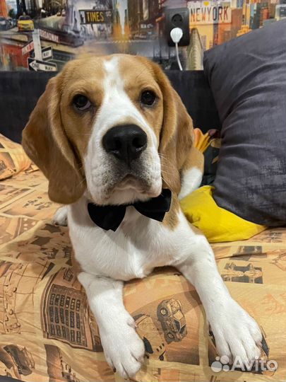 Вязка кобель бигль