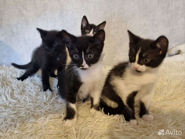 Котята в добрые руки