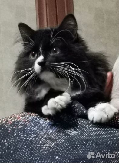 Маркиз де Кис-Кис ищет дом