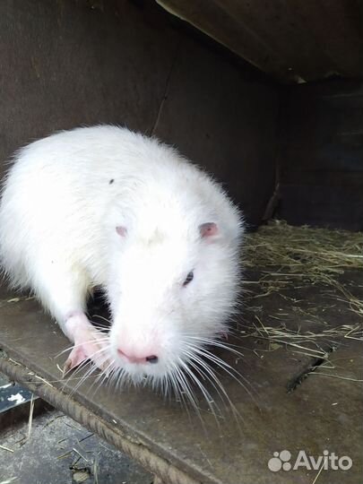 Хорек животное