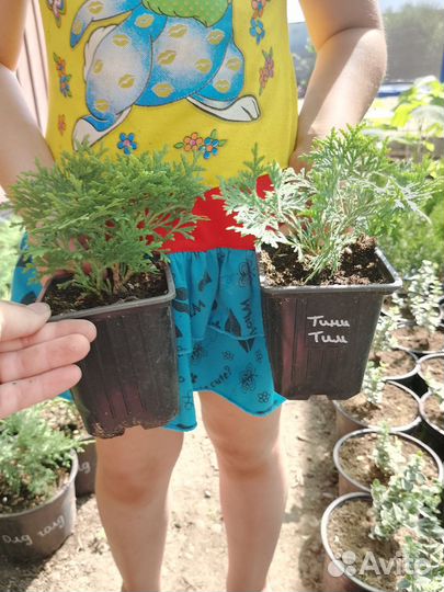 Хвойные для доращивания