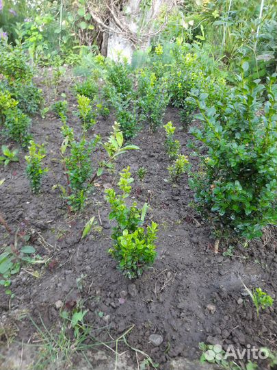 Саженцы самшита