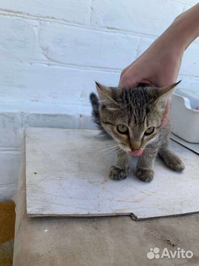Кошка в дар бесплатно