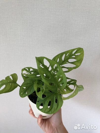 Монстера манки маск