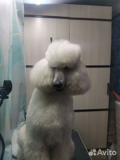 Груминг собак