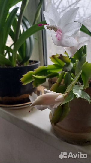 Декабрист белый