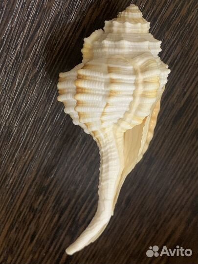 Морские ракушки раковины