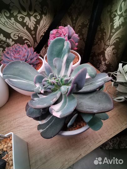 Суккуленты детки