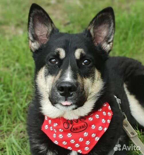 Лайка метис молодой мальчик