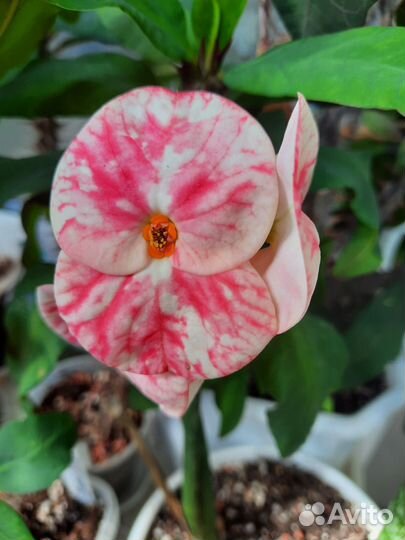 Молочай Миля (Euphorbia milii) крупноцветковый