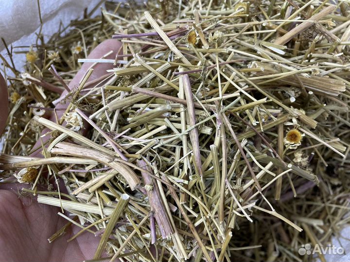 Ромашка аптечная