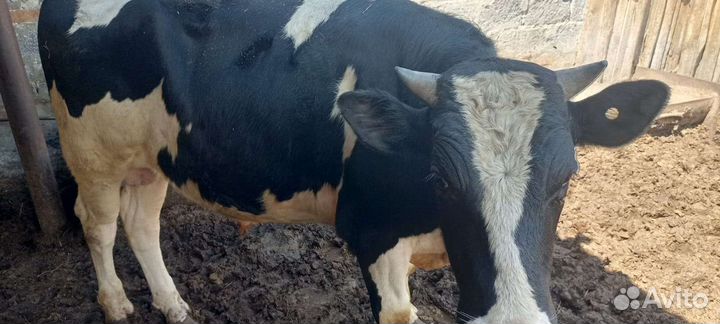 Бычки и быки