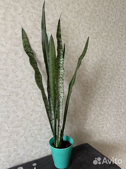Сансевиерия Гиацинтовая