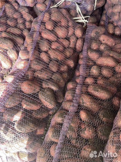 Картофель красный опт