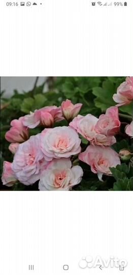 Герань пеларгония Леона Галактики