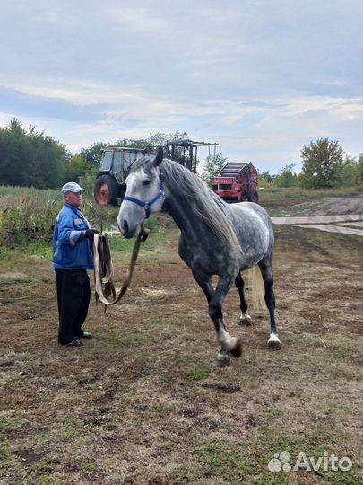 Жеребец орловский рысак