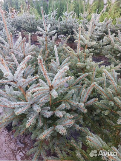 Ель голубая Koster 100-120см