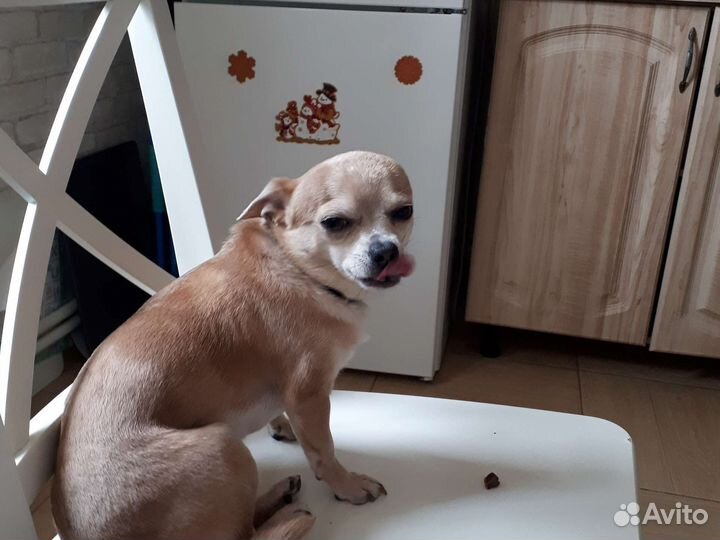 Вязка чихуахуа