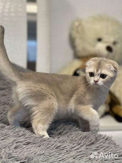 Шотландская вислоухая шиншилла лиловое золото