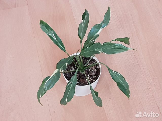 Спатифиллум Дели