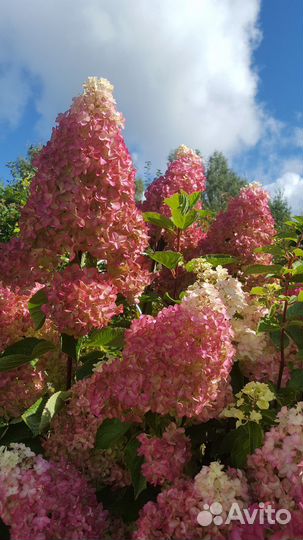 Гортензия метельчатая