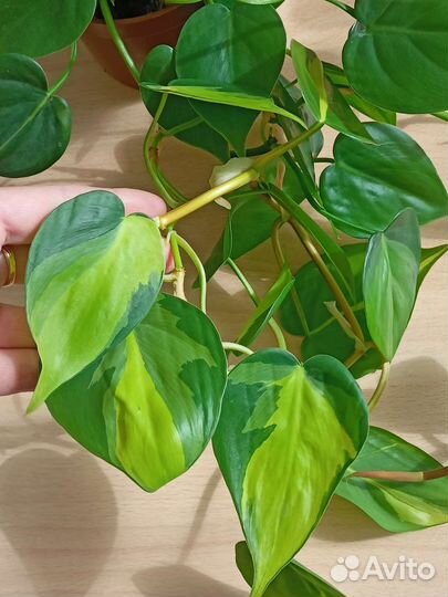 Эпипремнум бразил, н джой, неон, треби, золотист