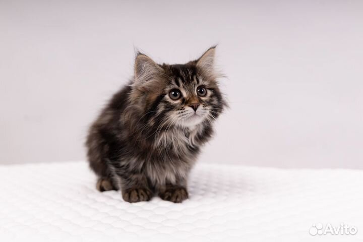Сибирские котята питомник