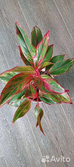 Аглоонема Джангл Ред