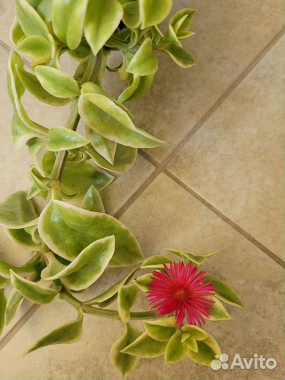 Аптения (домашние цветы)