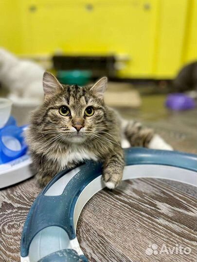 Кот ищет дом