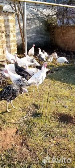 Индюки домашние