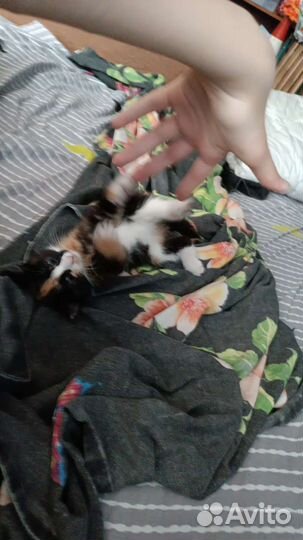 Котенок